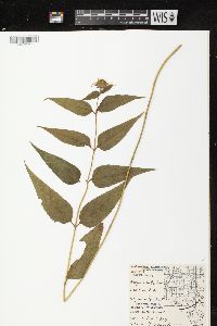 Helianthus strumosus image