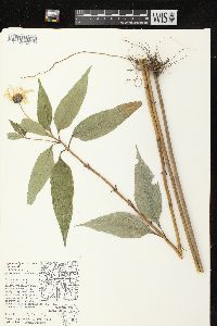 Helianthus strumosus image