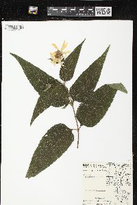 Helianthus strumosus image