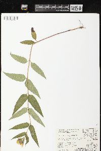 Helianthus strumosus image