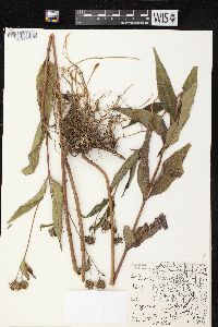 Helianthus tuberosus image