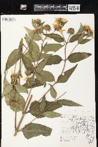 Helianthus tuberosus image