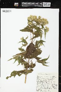 Eupatorium perfoliatum var. perfoliatum image