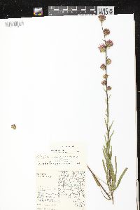 Liatris aspera image