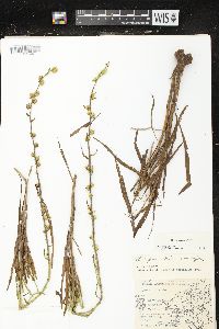 Liatris aspera image