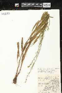 Liatris aspera image