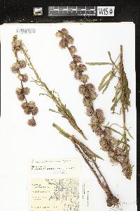 Liatris aspera image