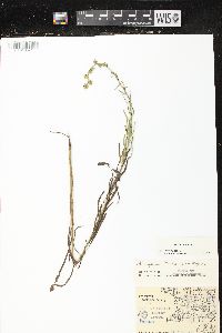 Liatris aspera image