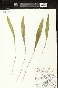 Liatris aspera image