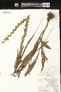 Liatris aspera image