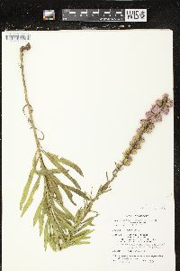 Liatris aspera image