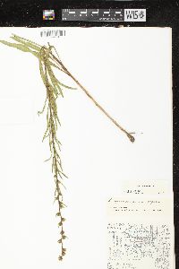 Liatris aspera image