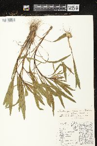 Liatris aspera image