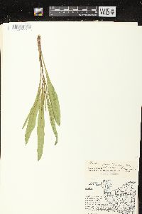 Liatris aspera image