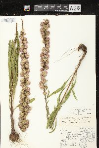 Liatris aspera image