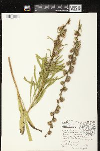 Liatris aspera image