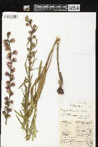 Liatris aspera image