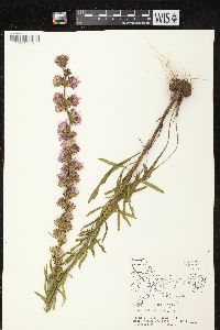 Liatris aspera image