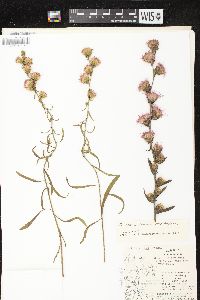 Liatris aspera image