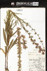 Liatris aspera image