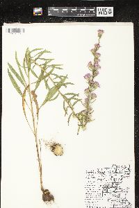 Liatris aspera image