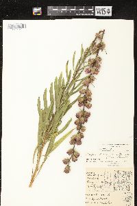 Liatris aspera image