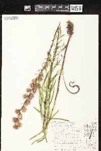 Liatris aspera image