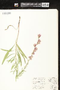 Liatris aspera image