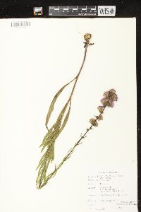 Liatris aspera image