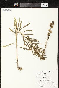 Liatris aspera image