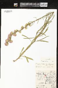 Liatris aspera image