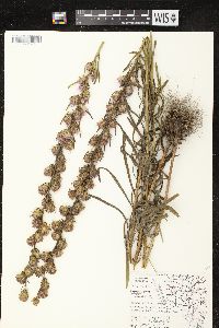 Liatris aspera image