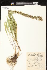 Liatris aspera image