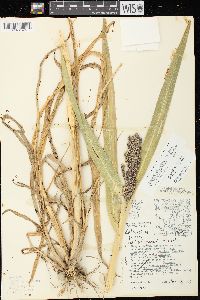 Image of Echinochloa esculenta