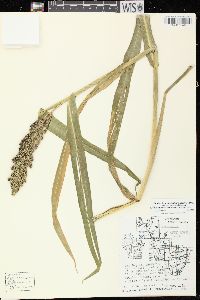 Echinochloa muricata var. microstachya image