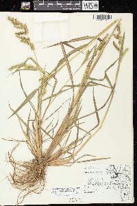 Echinochloa muricata var. microstachya image