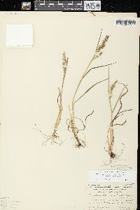 Echinochloa muricata var. microstachya image