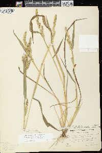 Echinochloa muricata var. microstachya image