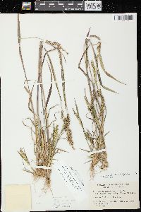 Echinochloa muricata var. microstachya image