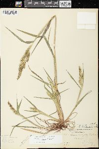 Echinochloa muricata var. microstachya image