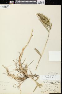 Echinochloa muricata var. microstachya image