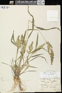 Echinochloa muricata var. microstachya image