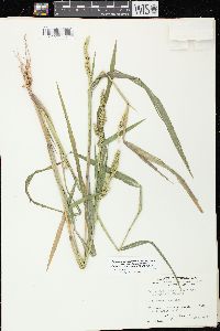 Echinochloa muricata var. microstachya image