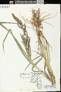 Echinochloa muricata var. microstachya image