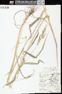 Echinochloa muricata var. microstachya image