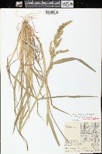 Echinochloa muricata var. microstachya image