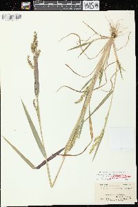 Echinochloa muricata var. microstachya image