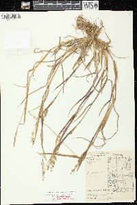 Echinochloa muricata var. microstachya image