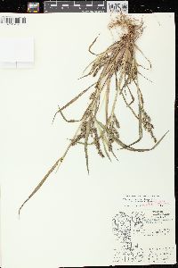 Echinochloa muricata var. microstachya image