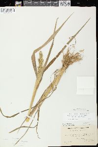 Echinochloa muricata var. microstachya image